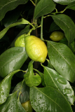 Citrus x limon RCP2-10 082.jpg
